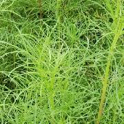 鸿盛_120