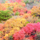 环山村的秋叶