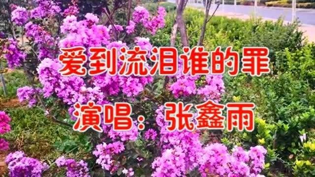 张鑫雨一首《爱到流泪谁的罪》唱得太美了,句句入心扉!