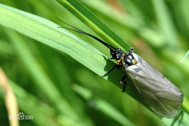 stenopsyche laminata ulmer,角石蛾科角石蛾属的一个.