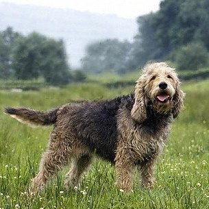 吃什么狗粮好首页 狗狗趣闻  在动物界里面 奥达猎犬,狗是最聪明的