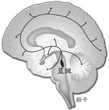 蓝斑(locus coeruleus)位于第四脑室底,脑桥前背部.