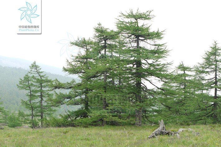 为中国特有树种,是秦岭山区唯一生存的落叶松属植物.