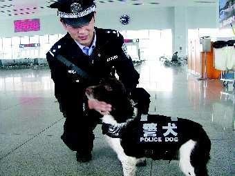 工作犬