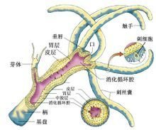 腔肠动物门