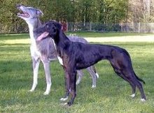 格力犬哪里有卖的固原哪里可以买到