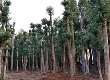 中山市自然资源局