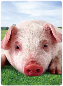 动物福利国际合作委员会