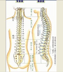 骶椎