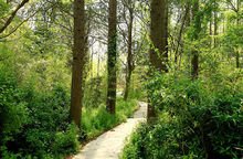 射阳海滨森林公园