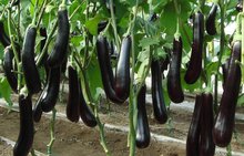 图说棚室蔬菜种植技术精要丛书·茄子