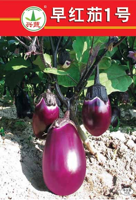 早红茄1号