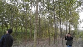 泓森槐项目可行性分析报告