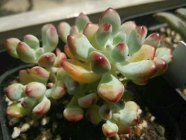 漫画汤姆_360百科