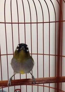 黑头绣眼鸟_360百科