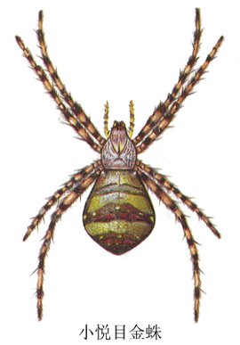 小悦目金蛛