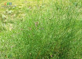 山竹岩黄芪种源SQ-9