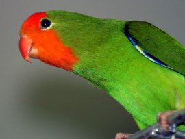 红面牡丹鹦鹉_360百科