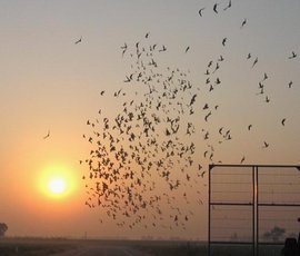 哈尔滨市信鸽协会