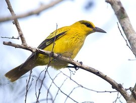 黑枕黄鹂西比路岛亚种