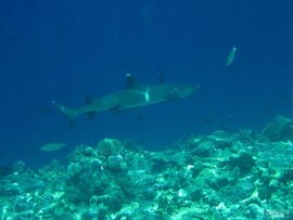 马尔代夫蓝色美人蕉岛度假村