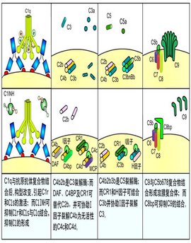 补体激活生物学活性