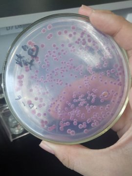直丝紫链霉菌