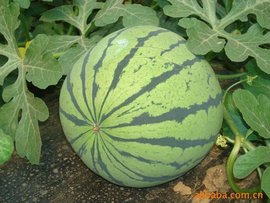 京欣无籽1号西瓜