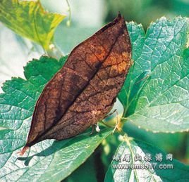 药用植物贝母灰霉病