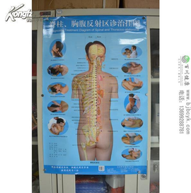 脊柱,胸腹反射区诊治挂图