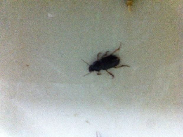 花土里有小飞虫怎么办_花怎么总有小黑飞虫_banana小黑伞有用吗