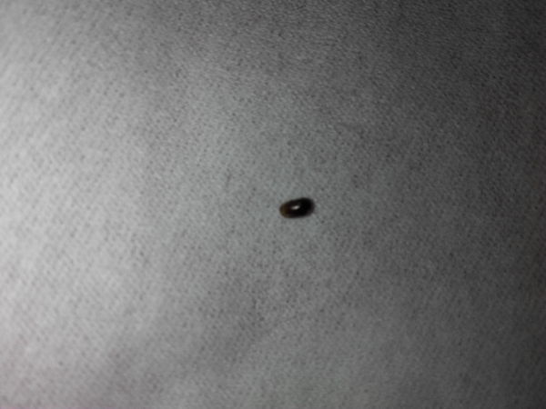 家里床上突然有了小黑虫子,芝麻大小,椭圆型,硬