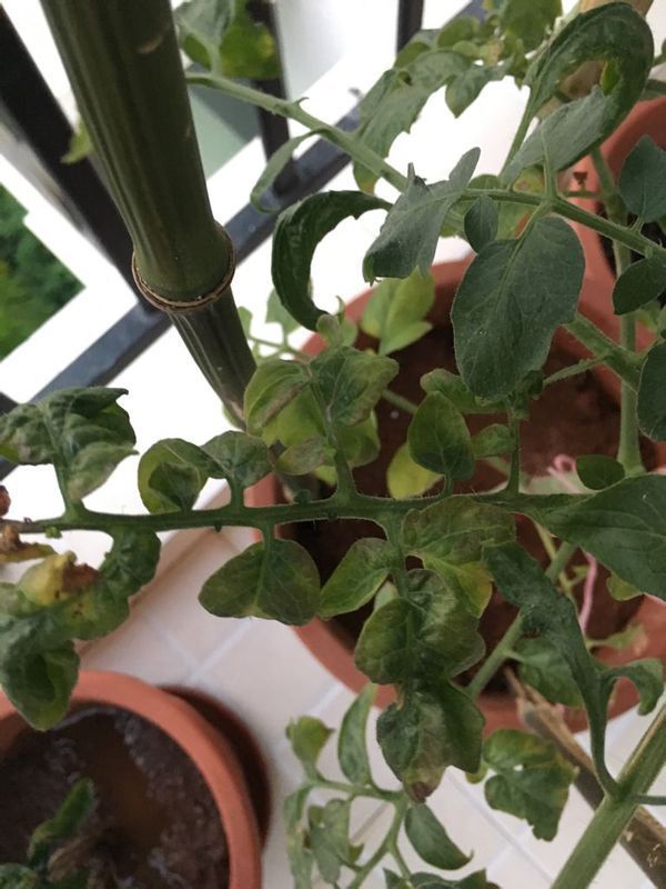 圣女果种了三个月,好不容易结出一个果,叶子却