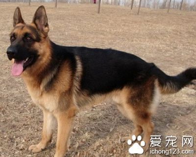 德国牧羊犬吃什么 用营养丰富的喂养方法_360