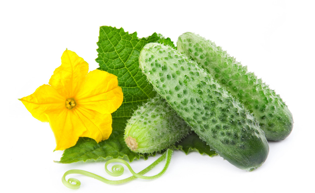 黄瓜的英文单词图片