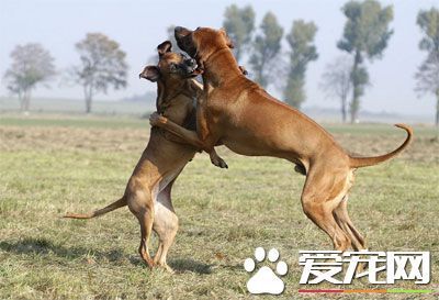 如何阻止狗狗总和别的狗打架呢?_360问答