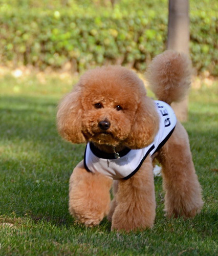 怎样训练贵宾犬 聪明萌宠训练简单_360问答