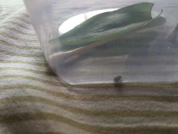 这是什么瓢虫,身上四个点,一边两个,中间壳缝上