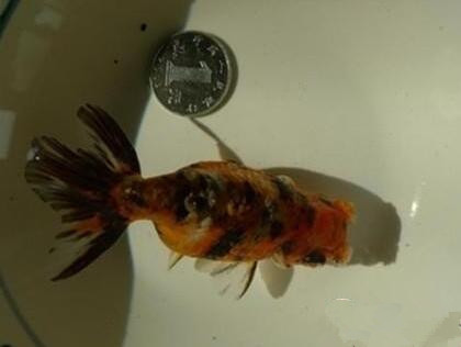 棕色高头翻鳃金鱼吃什么 是杂食性鱼类_360问