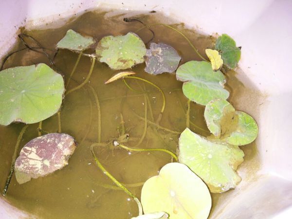 碗莲叶子发黄,叶茎细弱是怎么回事?_360问答