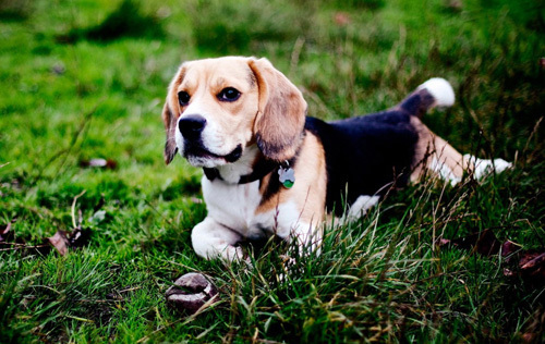 比格犬好训练吗 三个月之后开始训练_360问答