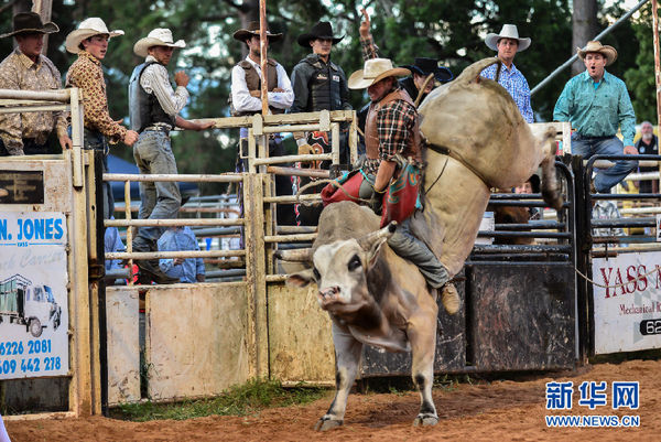 为什么牛身上的细绳子不是勒在腰中间,而是绑