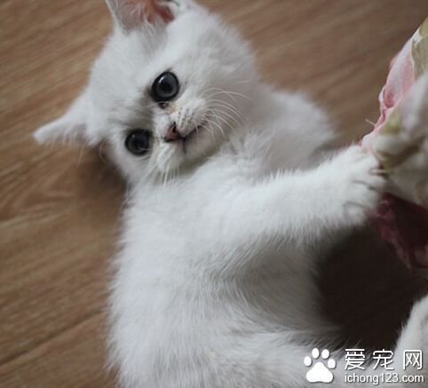 英国短毛猫有什么颜色 你能明白猫的颜色吗_3