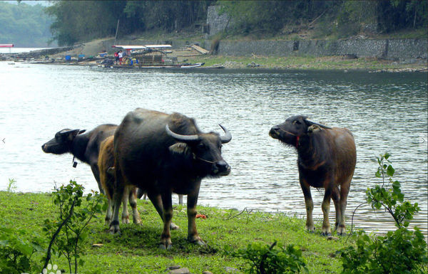 水牛吃什么_360问答