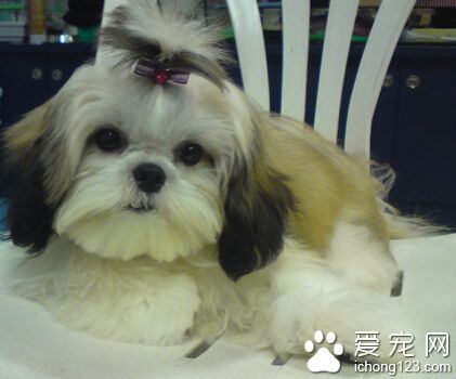 西施犬很凶吗 其实它们是非常温顺的_360问答