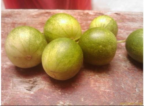 广西有种野果叫马盼果。果熟时是黄色的,是藤