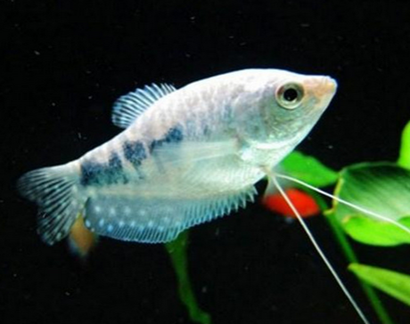 银曼龙吃什么 银曼龙体质强壮_360问答