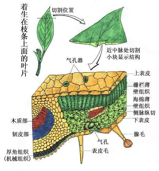 教育/科学 理工学科 生物学  如上图,叶的结构分为表皮(上表皮和下