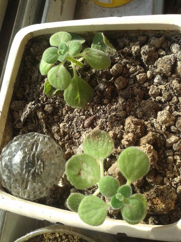 多肉植物碰碰香,有人养殖的看看,我这几颗是怎