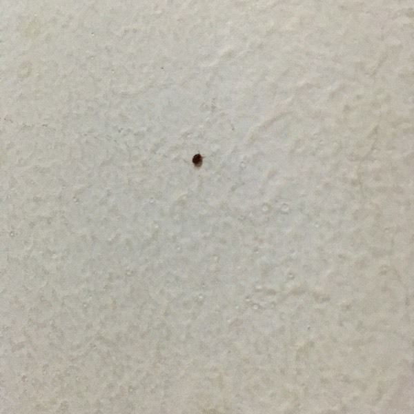 请问这事什么虫子会吸血好像 有触角 棕红色圆的_360问答